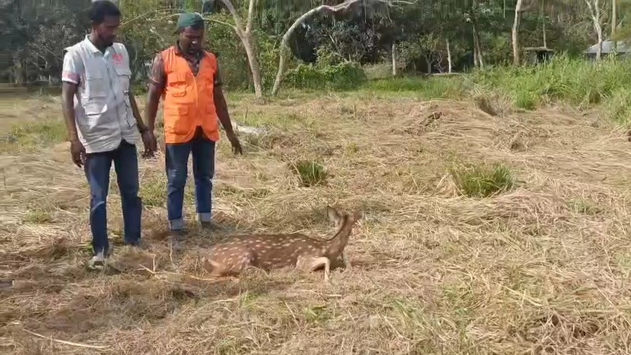 বাঘের তাড়া খেয়ে লোকালয়ে ঢুকে পড়া চিত্রা হরিণ। ছবি : এশিয়া পোস্ট