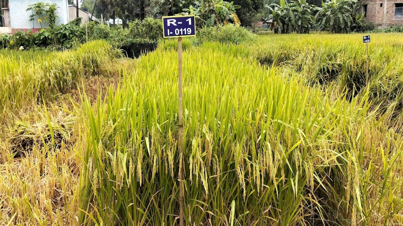 ধান। ছবি: এশিয়া পোস্ট