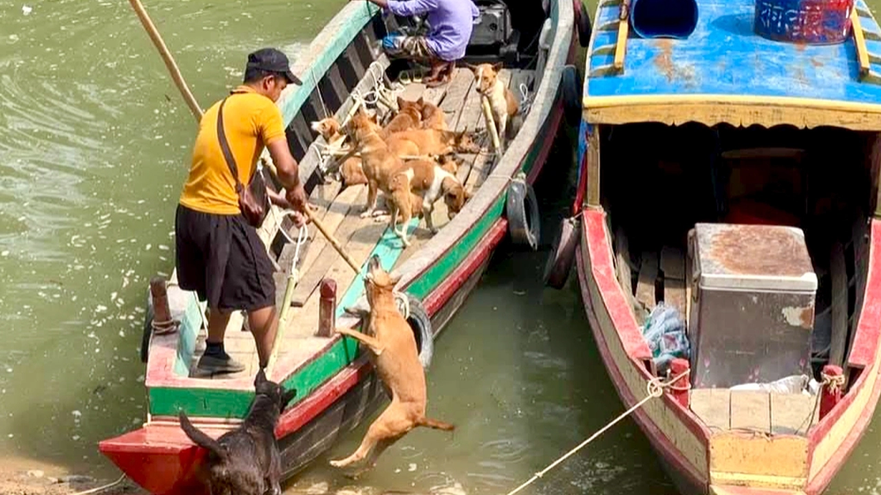 কুকুর ধরে ট্রলারে করে নেওয়া হয় সীমান্তে। ছবি: এশিয়া পোস্ট