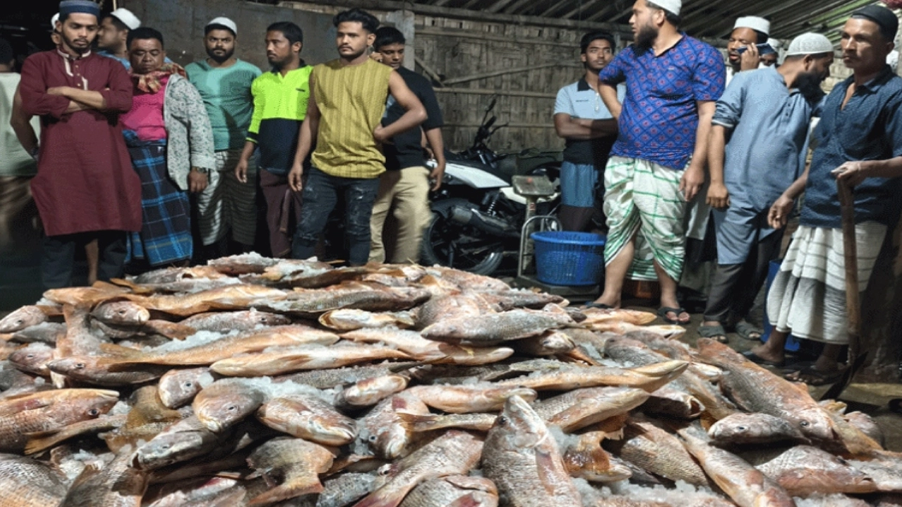 টেকনাফে এক জালে ধরা পড়েছে প্রায় ৯০ মণ ওজনের ১ হাজার ৭০টি লাল কোরাল মাছ। ছবি : এশিয়া পোস্ট