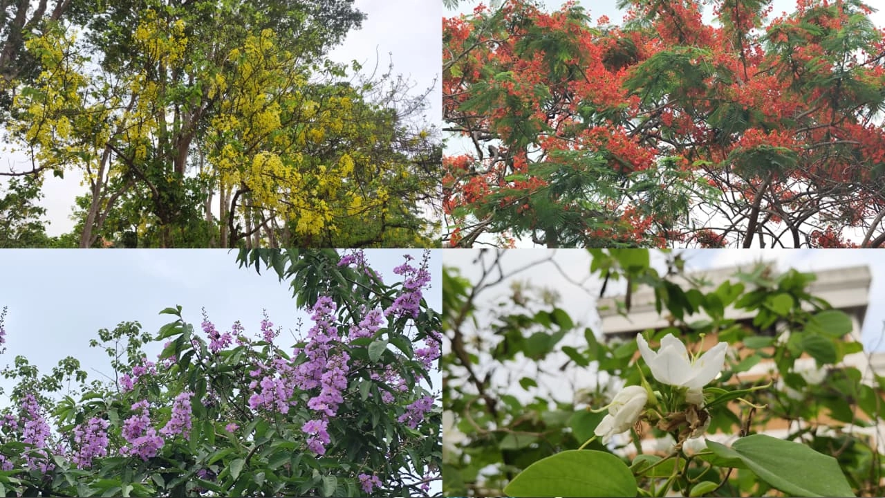 বৈশাখের দাবদাহেও ফুলে ফুলে রঙিন ইবি ক্যাম্পাস