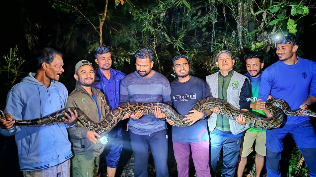 বিশাল আকৃতির অজগর সাপ উদ্ধার। ছবি : এশিয়া পোস্ট