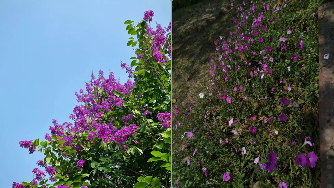 রাজশাহী বিশ্ববিদ্যালয় ক্যাম্পাসজুড়ে ফুটেছে নানা রঙের ফুল। ছবি: সংগৃহীত
