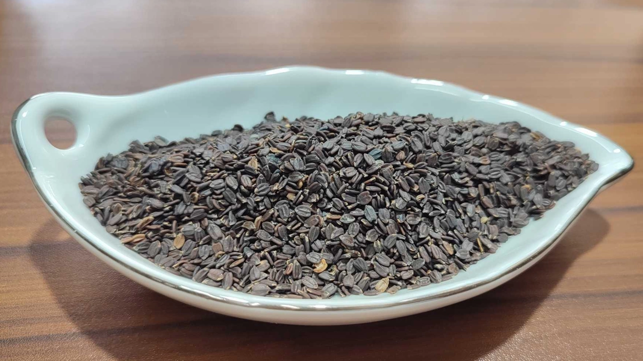 তোকমা দানা। ছবি : সংগৃহীত