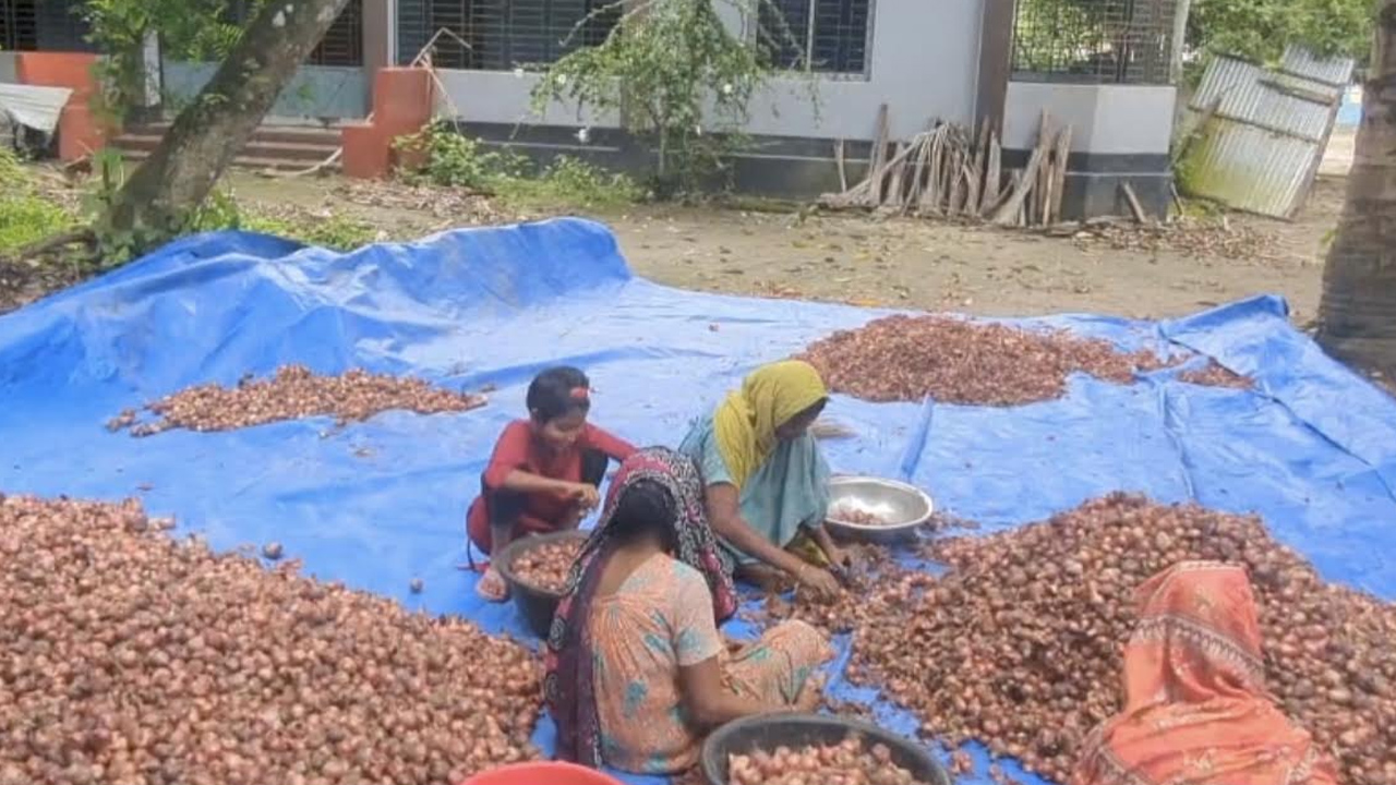 পচা পেঁয়াজ থেকে ভালো পেঁয়াজ বাছাই করা হচ্ছে। ছবি: এশিয়া পোস্ট