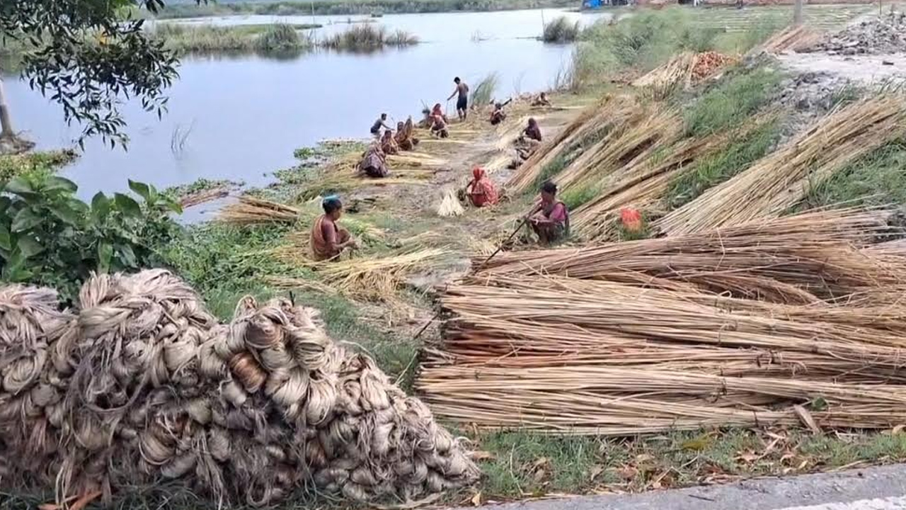 সোনালি আঁশের বাম্পার ফলনেও হাসি নেই চাষিদের