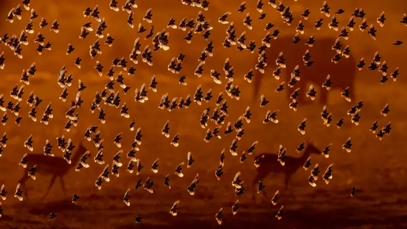 ছবি: বিবিসি বাংলা