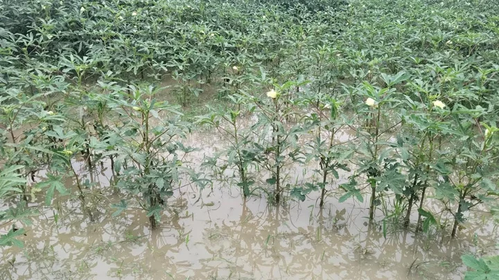 ঈশ্বরদীতে পানির নিচে শত শত একর সবজি ক্ষেত