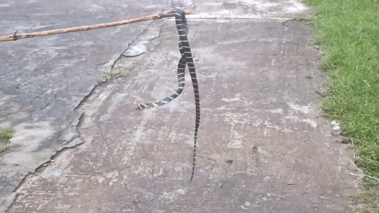 করমজল থেকে ৯ ফুট লম্বা কিং কোবরা উদ্ধার