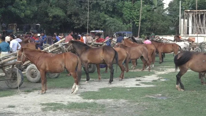 চর থেকে তিন হাত ঘুরে ঢাকার রেস্তোরাঁয় যাচ্ছে ঘোড়ার মাংস