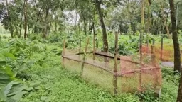 বেওয়ারিশ মরদেহ বহনে পৌরসভার ময়লার গাড়ি, হয় না জানাজাও