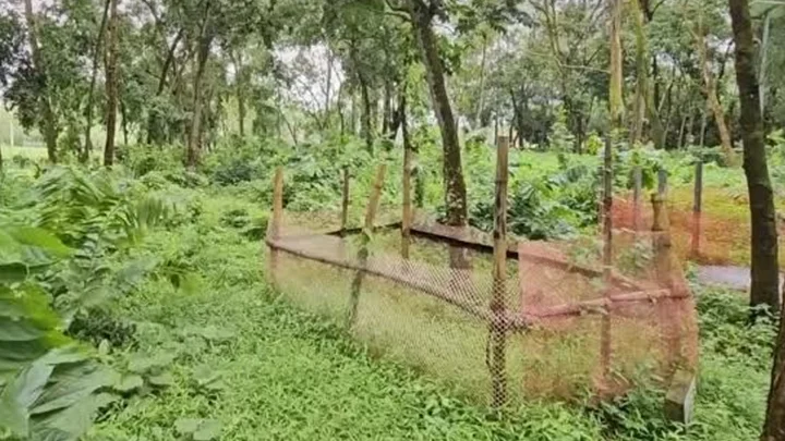 বেওয়ারিশ মরদেহ বহনে পৌরসভার ময়লার গাড়ি, হয় না জানাজাও