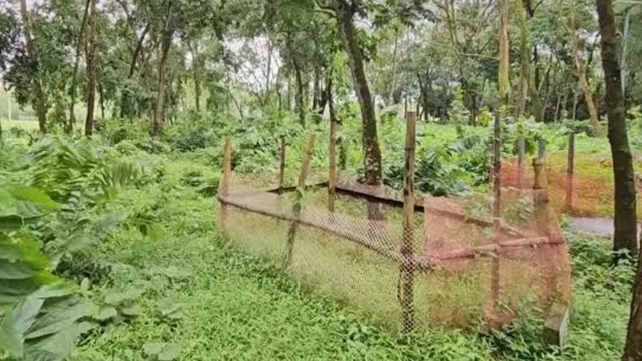 বেওয়ারিশ মরদেহ বহনে পৌরসভার ময়লার গাড়ি, হয় না জানাজাও