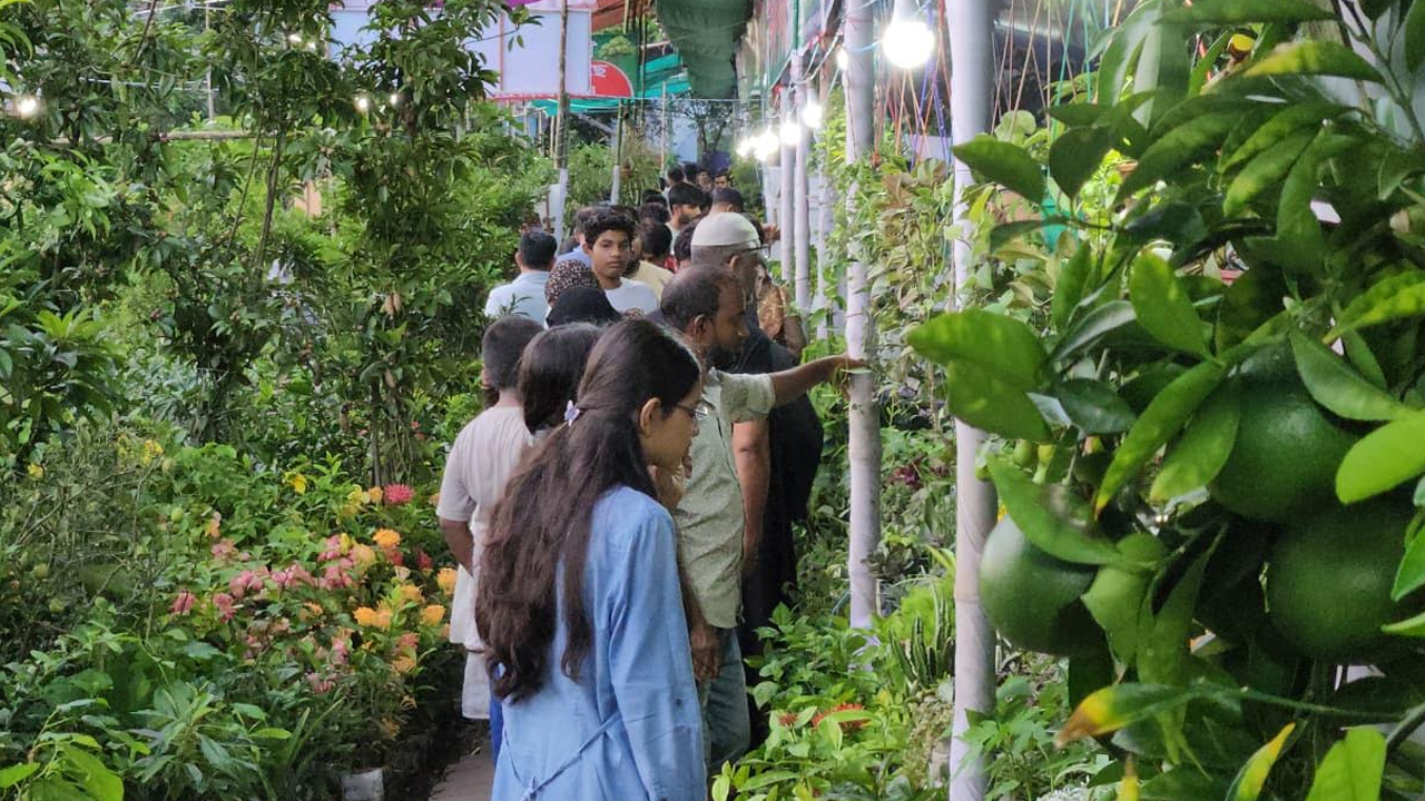 খুলনা বৃক্ষমেলায় পার্সিমনের দাপট