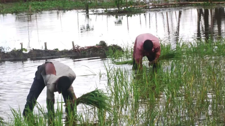 শেরপুরে আমন ধান রক্ষায় কৃষকদের ভরসা ‘বলন’ পদ্ধতি