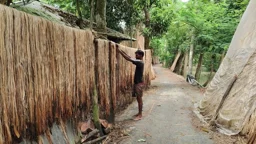 সোনালী আঁশে স্বপ্ন বুনছেন বাগেরহাটের পাটচাষিরা