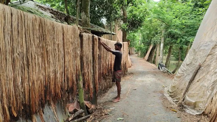 সোনালী আঁশে স্বপ্ন বুনছেন বাগেরহাটের পাটচাষিরা