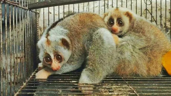 পাচারের সময় উদ্ধার হওয়া লজ্জাবতী বানর লাউয়াছড়ায় অবমুক্ত