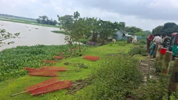 ডেপুটি স্পিকারের লাগানো ৩৫টি গাছের চারা উপড়ে ফেলল দুর্বৃত্তরা