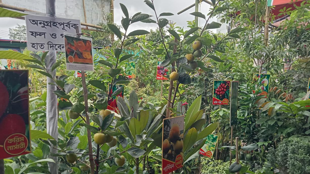 খুলনা বৃক্ষমেলায় পার্সিমনের দাপট