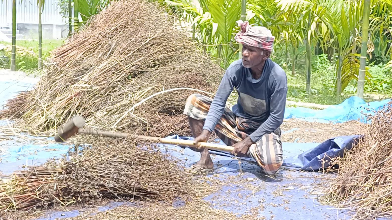 পাটের বীজ উৎপাদন বাড়ছে কুড়িগ্রামে, কম খরচে বেশি আয়