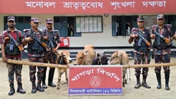 সীমান্তে ৪৮টি ভারতীয় গরু আটক