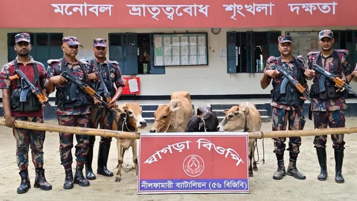 সীমান্তে ৪৮টি ভারতীয় গরু আটক