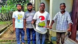 শ্রীমঙ্গলে ধানক্ষেত থেকে অজগর উদ্ধার