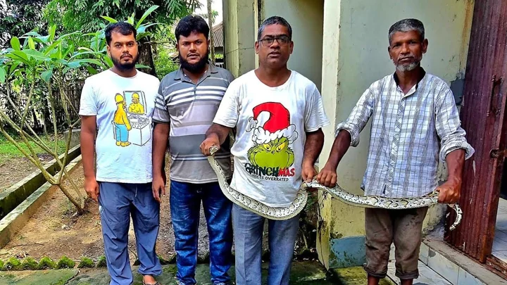 শ্রীমঙ্গলে ধানক্ষেত থেকে অজগর উদ্ধার