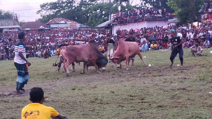 বাগেরহাটের মোল্লাহাটে ঐতিহ্যবাহী ষাঁড়ের লড়াই