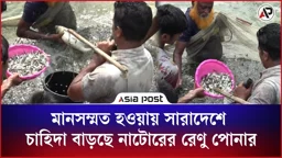 মানসম্মত হওয়ায় সারাদেশে চাহিদা বাড়ছে নাটোরের রেণু পোনার