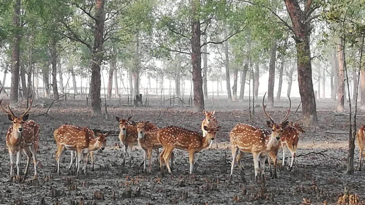 তিন মাস পর খুলছে সুন্দরবন, ফিরেছে প্রাণ-প্রকৃতি