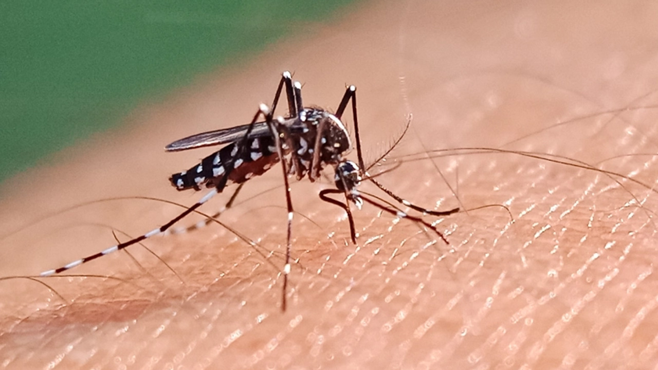 ডেঙ্গুতে ২৪ ঘণ্টায় ২ জনের মৃত্যু, হাসপাতালে ৭৩০