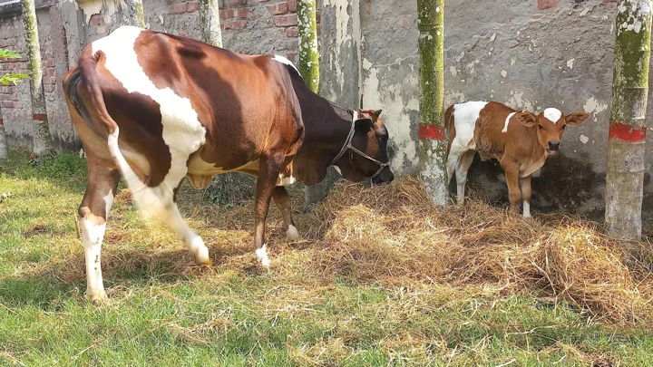 থানা হেফাজতে থাকা ৬ গরুর নিলাম স্থগিত