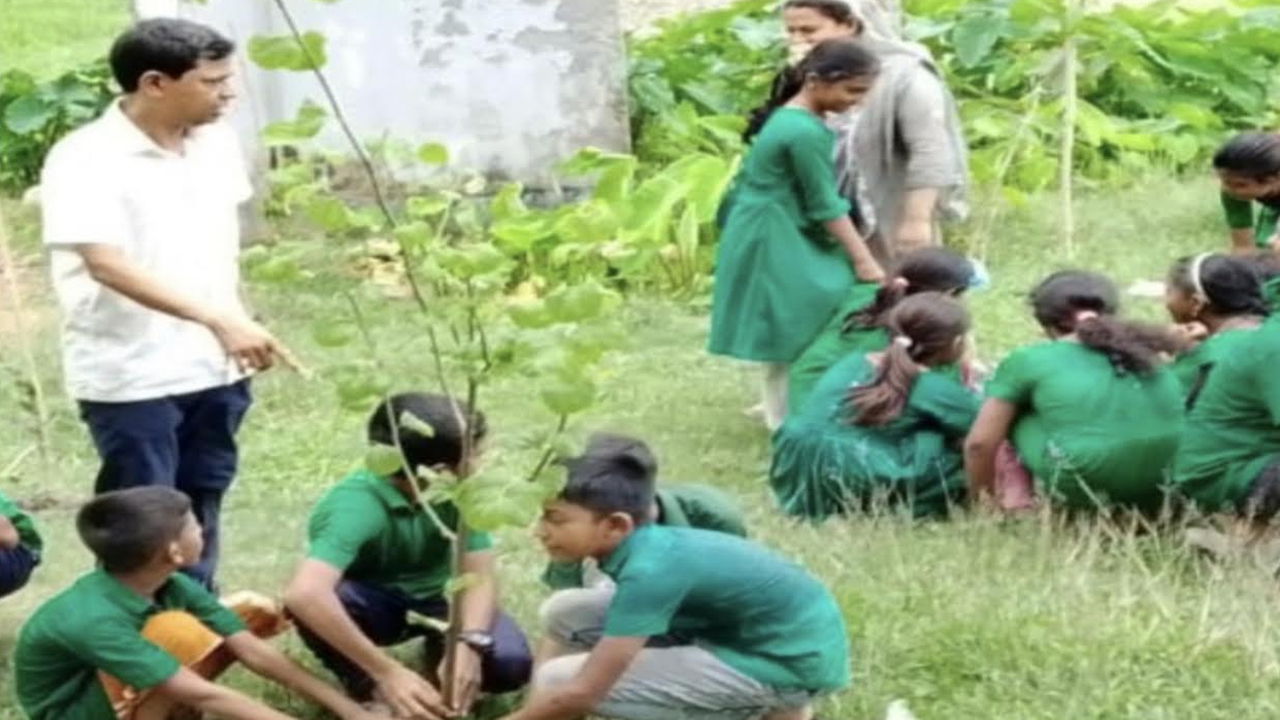 চারার বদলে গাছের ডাল রোপণ, প্রধান শিক্ষক বরখাস্ত