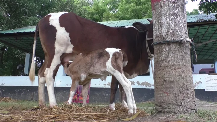 থানায় লালন-পালন হওয়া ৬ গরু উঠবে নিলামে