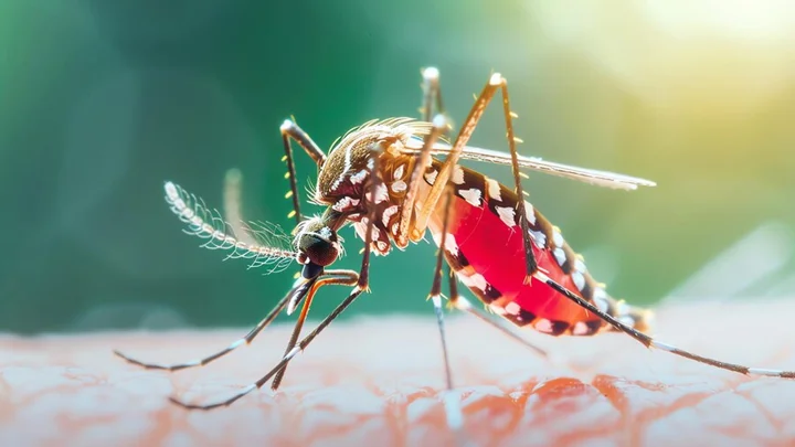 ডেঙ্গুতে সারা দেশে আরও ৬ জনের মৃত্যু