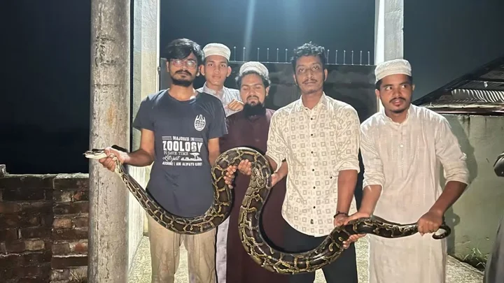 চবিতে ১৪ ফুট দৈর্ঘ্যের বার্মিজ পাইথন উদ্ধার