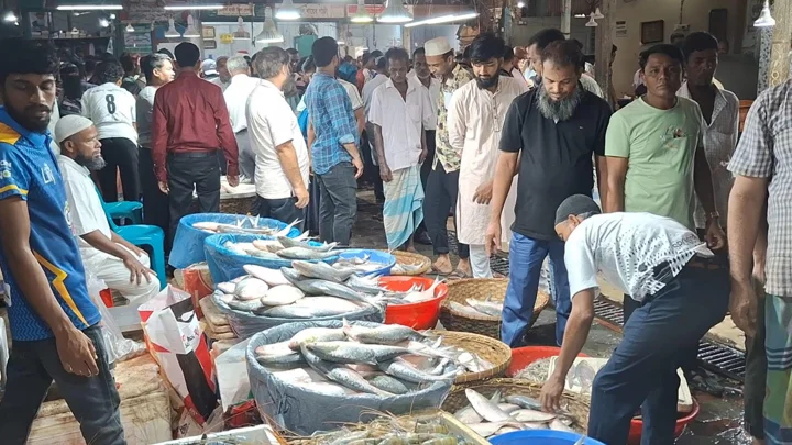 নিষেধাজ্ঞার আগে চাঁদপুর মাছঘাটে ইলিশ বেচাকেনার ধুম