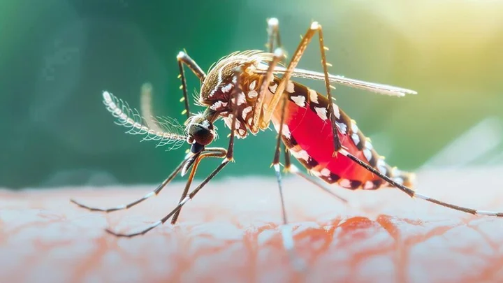ডেঙ্গুতে একদিনে ৫ জনের মৃত্যু, হাসপাতালে ৮৩৯