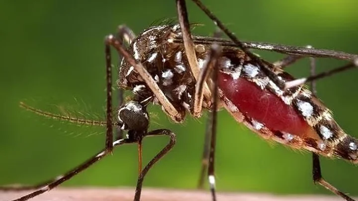 ডেঙ্গুতে আরও ৬ জনের মৃত্যু, হাসপাতালে ১৯৪৮