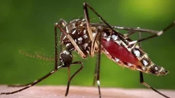 ডেঙ্গুতে আরও ১১ মৃত্যু, হাসপাতালে ভর্তি ২ হাজার ছাড়িয়েছে