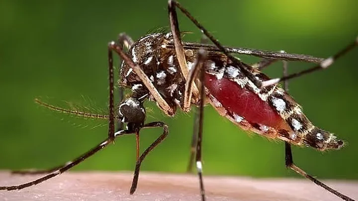 ডেঙ্গুতে আরও ৭ জনের মৃত্যু, হাসপাতালে ভর্তি ১৭৫৩
