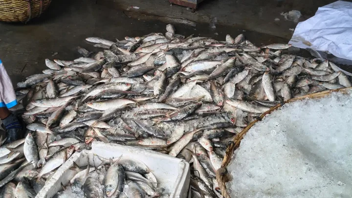 বরফ সিন্ডিকেটে অসহায় মৎস্যজীবীরা