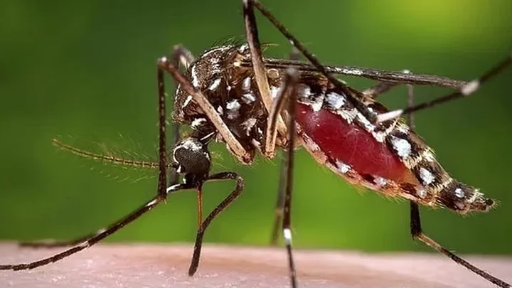 ডেঙ্গুতে আরও ৬ মৃত্যু, মোট প্রাণহানি ২৬২