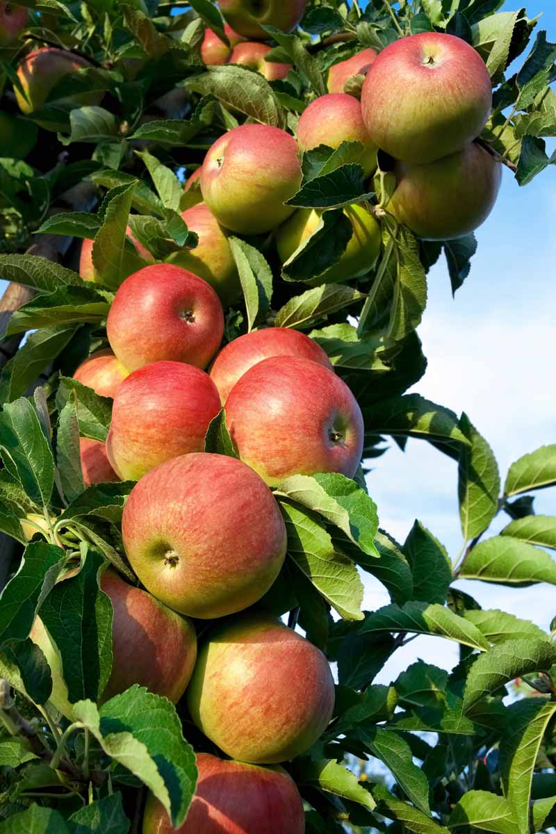Apple-