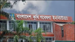 বাংলাদেশ কৃষি গবেষণা ইনস্টিটিউটে বড় নিয়োগ, আবেদন করতে পারবেন ৩৪ পদে 