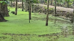 বরগুনায় বাড়ছে ডেঙ্গু, ইউনিয়নে মশক নিধনে নেই কার্যকর উদ্যোগ