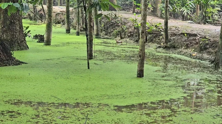 বরগুনায় বাড়ছে ডেঙ্গু, ইউনিয়নে মশক নিধনে নেই কার্যকর উদ্যোগ