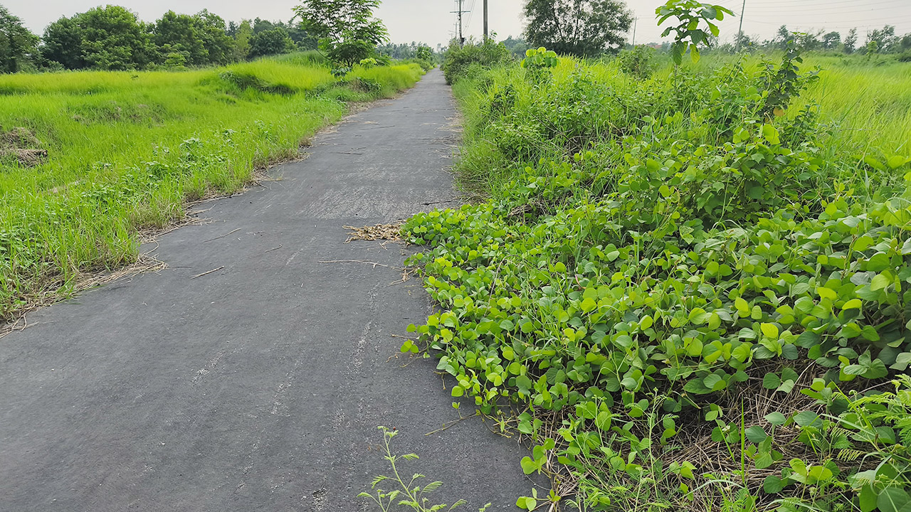 শ্রীমঙ্গল বিসিক শিল্পনগরীর সড়কের দুইপাশে পড়ে থাকা জমি। ছবি: এশিয়া পোস্ট